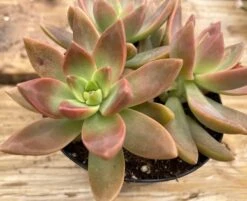 Medium Succulent Plant | Graptosedum California Sunset | Coloring Is Like A Perfect West Coast Sunset