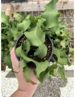 Curly Sue Big In 4 Inch Pot, Epiphyllium Guatemalensis Mostrouse, Curly Locks Orchid Cactus, Pink Flower Cactus, Grows Large -Cheap Plantly Store il fullxfull.3104033624 ruc0