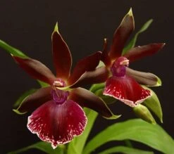 Orchid Zygopetalum Rhein Moonlight X Zygo.‘Blue Eyes’ Plant Fragrant From Hawaii -Cheap Plantly Store il fullxfull.3104524467 m56k