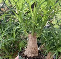 Ponytail Palm Tree, Nolina Recurvata, Beaucarnea Recurvata -Cheap Plantly Store il fullxfull.3117389949 qmle