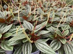 Medium Succulent Plant - Peperomia Argyreia Also Known As The Watermelon Begonia. 19 Medium Succulent Plant - Peperomia Argyreia Also Known As The Watermelon Begonia. -Cheap Plantly Store il fullxfull.3140461037 63j5