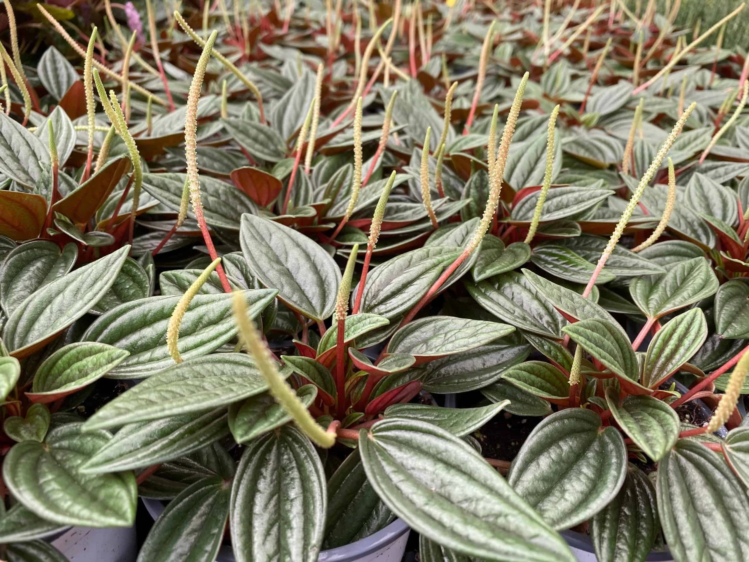 Medium Succulent Plant - Peperomia Argyreia Also Known As The Watermelon Begonia. 11 Medium Succulent Plant - Peperomia Argyreia Also Known As The Watermelon Begonia. - Image 9