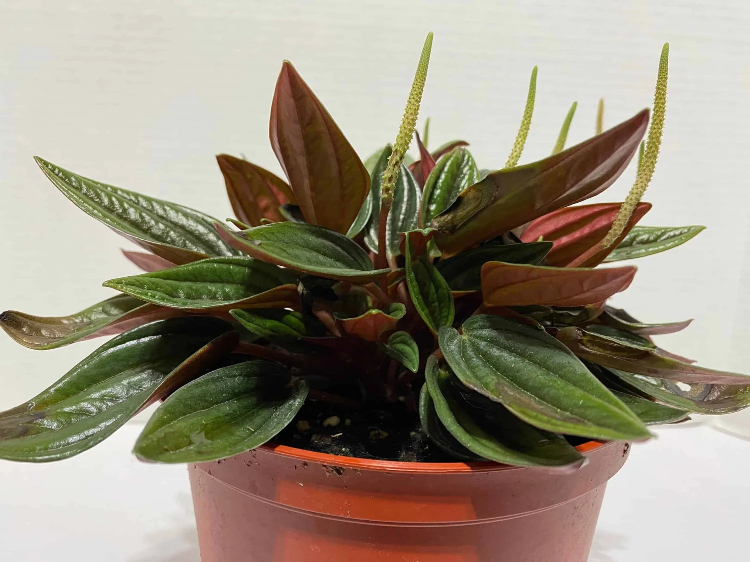 Medium Succulent Plant - Peperomia Argyreia Also Known As The Watermelon Begonia. 3 Medium Succulent Plant - Peperomia Argyreia Also Known As The Watermelon Begonia.
