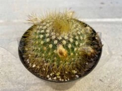 Cactus Plant - Medium Parodia Chrysacanthion. Beautiful Yellow, Globular Cactus. 14 Cactus Plant - Medium Parodia Chrysacanthion. Beautiful Yellow, Globular Cactus. -Cheap Plantly Store il fullxfull.3149083100 862i
