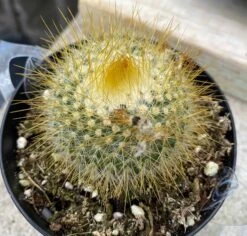 Cactus Plant - Medium Parodia Chrysacanthion. Beautiful Yellow, Globular Cactus. 12 Cactus Plant - Medium Parodia Chrysacanthion. Beautiful Yellow, Globular Cactus. -Cheap Plantly Store il fullxfull.3149083166 nz4o