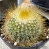 Cactus Plant - Medium Parodia Chrysacanthion. Beautiful Yellow, Globular Cactus. -Cheap Plantly Store il fullxfull.3149083286 cz66