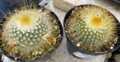 Cactus Plant - Medium Parodia Chrysacanthion. Beautiful Yellow, Globular Cactus. 15 Cactus Plant - Medium Parodia Chrysacanthion. Beautiful Yellow, Globular Cactus. -Cheap Plantly Store il fullxfull.3149083354 m8co