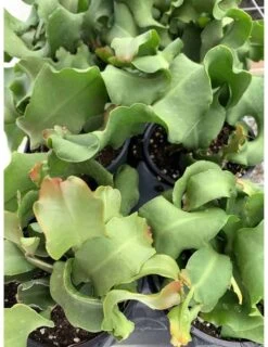 Curly Sue Big In 4 Inch Pot, Epiphyllium Guatemalensis Mostrouse, Curly Locks Orchid Cactus, Pink Flower Cactus, Grows Large -Cheap Plantly Store il fullxfull.3151754627 2ble