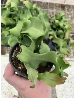 Curly Sue Big In 4 Inch Pot, Epiphyllium Guatemalensis Mostrouse, Curly Locks Orchid Cactus, Pink Flower Cactus, Grows Large -Cheap Plantly Store il fullxfull.3151755223 c8ax