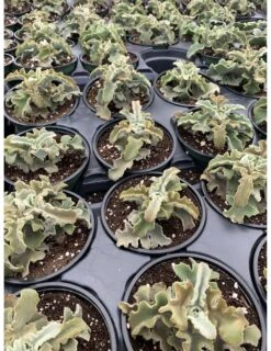 Kalanchoe Feltbush, Felt Bush, Velvet Elephant Ear, Elephant's Ear Kalanchoe Beharensis, Kalanchoe Fang Felt Plant -Cheap Plantly Store il fullxfull.3151776395 a7dr