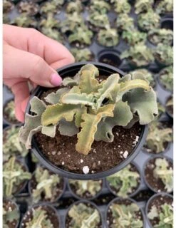 Kalanchoe Feltbush, Felt Bush, Velvet Elephant Ear, Elephant's Ear Kalanchoe Beharensis, Kalanchoe Fang Felt Plant -Cheap Plantly Store il fullxfull.3151776595 gu1k