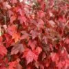 1 Sun Valley Red Maple -Cheap Plantly Store il fullxfull.3161798516 m0n3