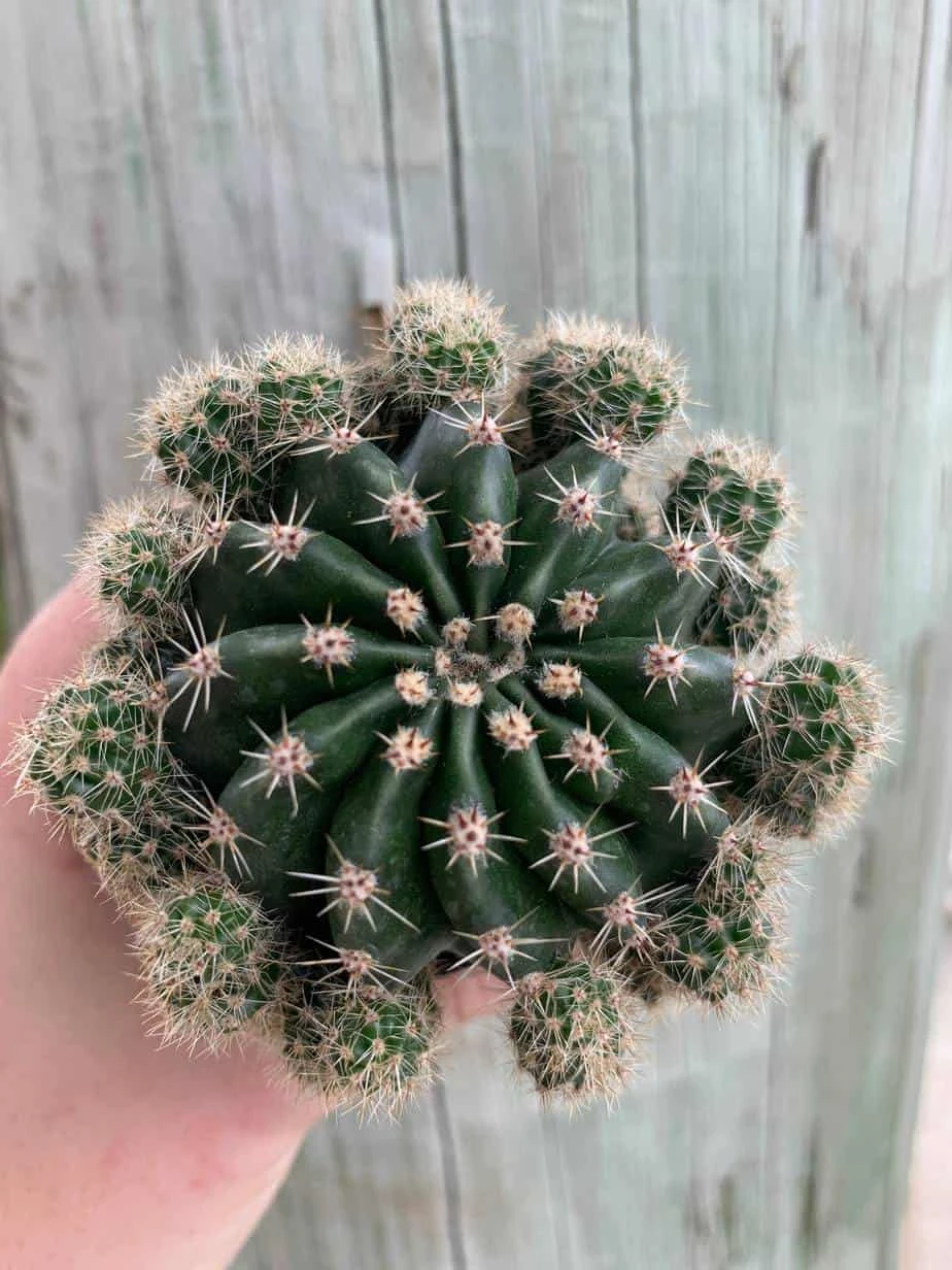 Pink Easter Lily Cactus Echinopsis Oxygona Echinobivia Rainbow Bursts Eyriesii Night-Blooming Hedge-Hogs. Live Succulent Plant In 4 Inch Pot 6 Pink Easter Lily Cactus Echinopsis Oxygona Echinobivia Rainbow Bursts Eyriesii Night-Blooming Hedge-Hogs. Live Succulent Plant In 4 Inch Pot - Image 4