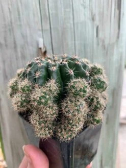 Pink Easter Lily Cactus Echinopsis Oxygona Echinobivia Rainbow Bursts Eyriesii Night-Blooming Hedge-Hogs. Live Succulent Plant In 4 Inch Pot 13 Pink Easter Lily Cactus Echinopsis Oxygona Echinobivia Rainbow Bursts Eyriesii Night-Blooming Hedge-Hogs. Live Succulent Plant In 4 Inch Pot -Cheap Plantly Store il fullxfull.3172300684 676j