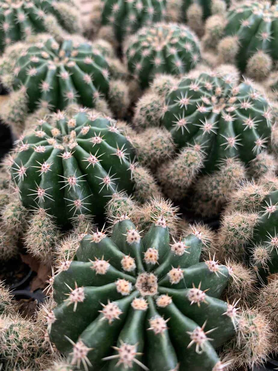 Pink Easter Lily Cactus Echinopsis Oxygona Echinobivia Rainbow Bursts Eyriesii Night-Blooming Hedge-Hogs. Live Succulent Plant In 4 Inch Pot 4 Pink Easter Lily Cactus Echinopsis Oxygona Echinobivia Rainbow Bursts Eyriesii Night-Blooming Hedge-Hogs. Live Succulent Plant In 4 Inch Pot - Image 2