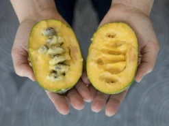 Paw Paw Tree Seedling