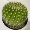 Medium Cactus Plant - Echinopsis Spachiana Cactus. A Lime Green, Barrel Cactus With An Interesting Spine Pattern. -Cheap Plantly Store il fullxfull.3182614071 s2uc 1