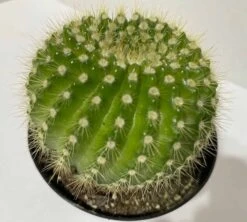 Medium Cactus Plant - Echinopsis Spachiana Cactus. A Lime Green, Barrel Cactus With An Interesting Spine Pattern.