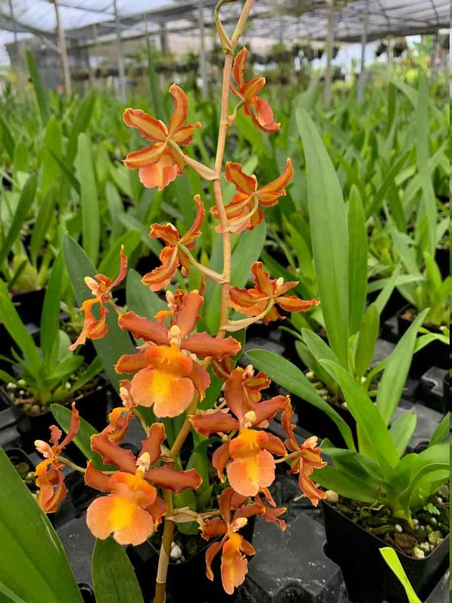 Oncidium Catatante Fragrant Orchid 'Pacific Sunspots' 4 Oncidium Catatante Fragrant Orchid 'Pacific Sunspots' - Image 2