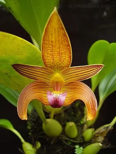 Orchid Bulbophyllum Claptonense 4 Orchid Bulbophyllum Claptonense - Image 2