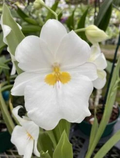 Orchid Miltoniopsis Ivan Komoda ’Pacific Clouds‘ Fragrant Live Plant From Hawaii -Cheap Plantly Store il fullxfull.3193787456 fnpx