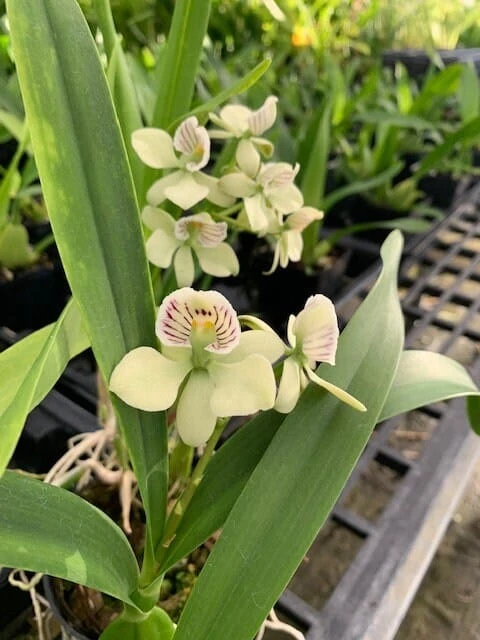 Orchid Encyclia Radiata Fragrant Plant 4 Orchid Encyclia Radiata Fragrant Plant - Image 2