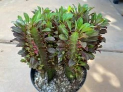 Mature Royal Red | Good Luck Plant -Cheap Plantly Store il fullxfull.3193989278 r1am