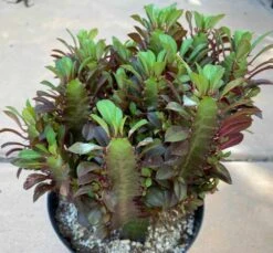 Mature Royal Red | Good Luck Plant -Cheap Plantly Store il fullxfull.3193989596 h5ai