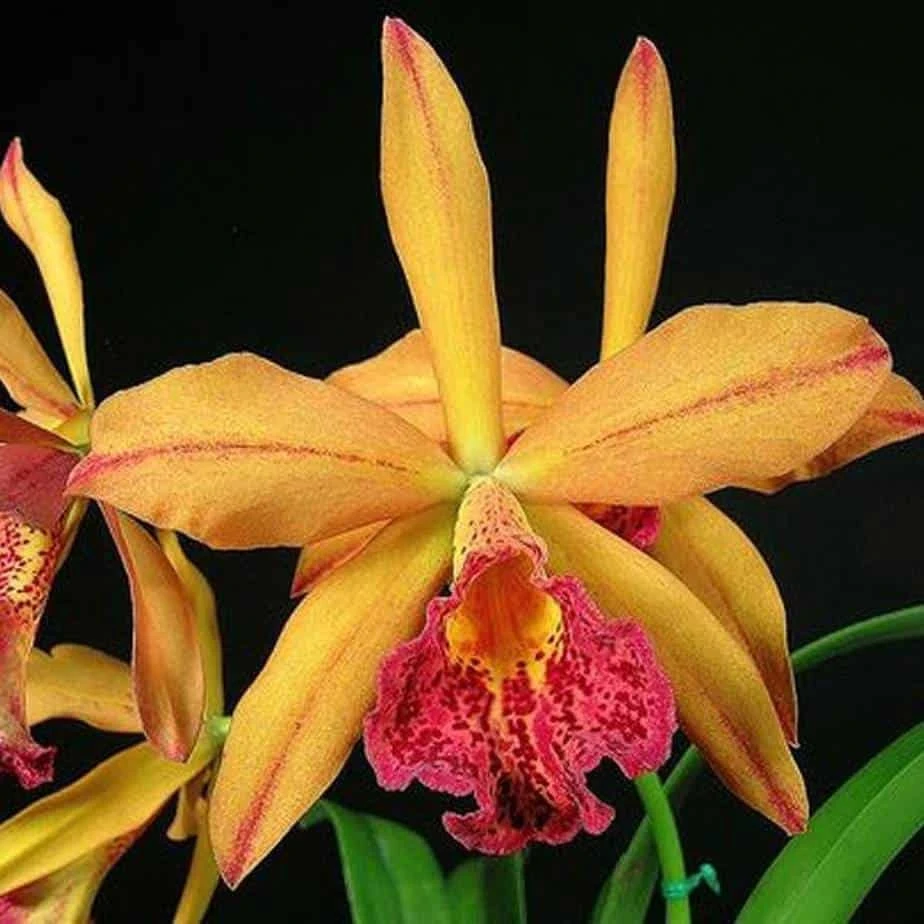 Orchid Cattleya Blc Copper Queen Plant 4 Orchid Cattleya Blc Copper Queen Plant - Image 2