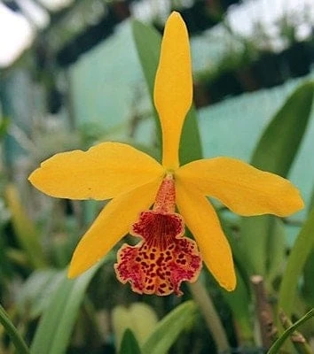 Orchid Cattleya Blc Copper Queen Plant 3 Orchid Cattleya Blc Copper Queen Plant