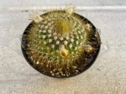 Cactus Plant - Medium Parodia Chrysacanthion. Beautiful Yellow, Globular Cactus. 11 Cactus Plant - Medium Parodia Chrysacanthion. Beautiful Yellow, Globular Cactus. -Cheap Plantly Store il fullxfull.3196795093 2oao