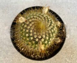 Cactus Plant - Medium Parodia Chrysacanthion. Beautiful Yellow, Globular Cactus. 13 Cactus Plant - Medium Parodia Chrysacanthion. Beautiful Yellow, Globular Cactus. -Cheap Plantly Store il fullxfull.3196795147 idz3
