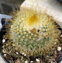 Cactus Plant - Medium Parodia Chrysacanthion. Beautiful Yellow, Globular Cactus. 10 Cactus Plant - Medium Parodia Chrysacanthion. Beautiful Yellow, Globular Cactus. -Cheap Plantly Store il fullxfull.3196795319 crth