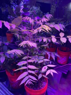 Black Walnut Tree Seedling XL -Cheap Plantly Store il fullxfull.3201199642 kaj7