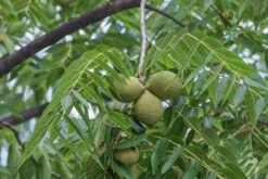 Black Walnut Seedling -Cheap Plantly Store il fullxfull.3203098308 p3rr 1