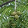 Black Walnut Seedling 2 Black Walnut Seedling -Cheap Plantly Store il fullxfull.3203098308 p3rr