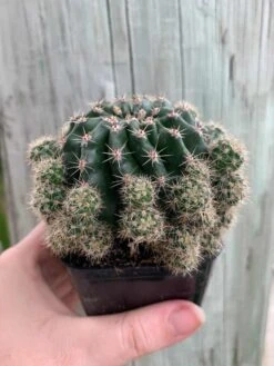 Pink Easter Lily Cactus Echinopsis Oxygona Echinobivia Rainbow Bursts Eyriesii Night-Blooming Hedge-Hogs. Live Succulent Plant In 4 Inch Pot 11 Pink Easter Lily Cactus Echinopsis Oxygona Echinobivia Rainbow Bursts Eyriesii Night-Blooming Hedge-Hogs. Live Succulent Plant In 4 Inch Pot -Cheap Plantly Store il fullxfull.3220005971 dnx1