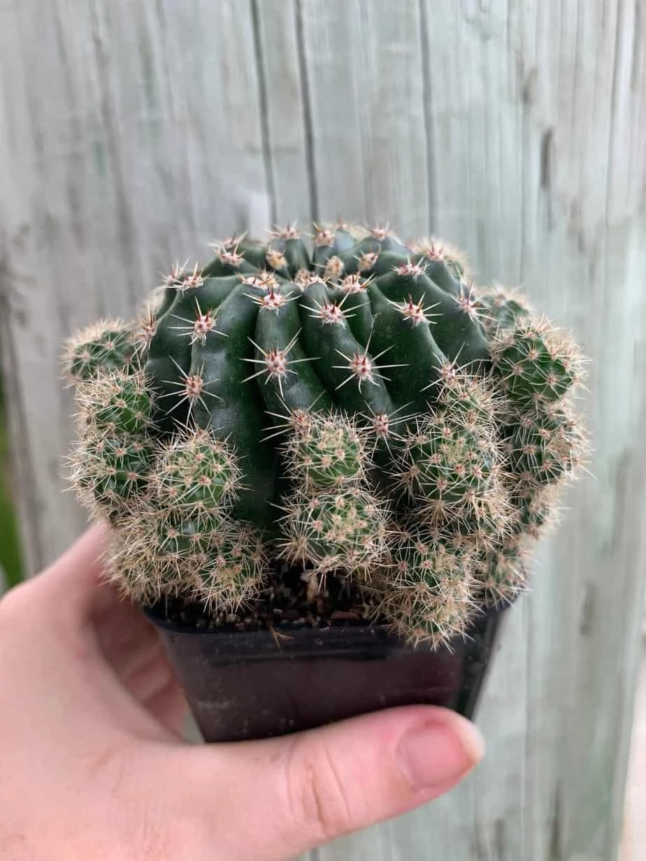 Pink Easter Lily Cactus Echinopsis Oxygona Echinobivia Rainbow Bursts Eyriesii Night-Blooming Hedge-Hogs. Live Succulent Plant In 4 Inch Pot 5 Pink Easter Lily Cactus Echinopsis Oxygona Echinobivia Rainbow Bursts Eyriesii Night-Blooming Hedge-Hogs. Live Succulent Plant In 4 Inch Pot - Image 3