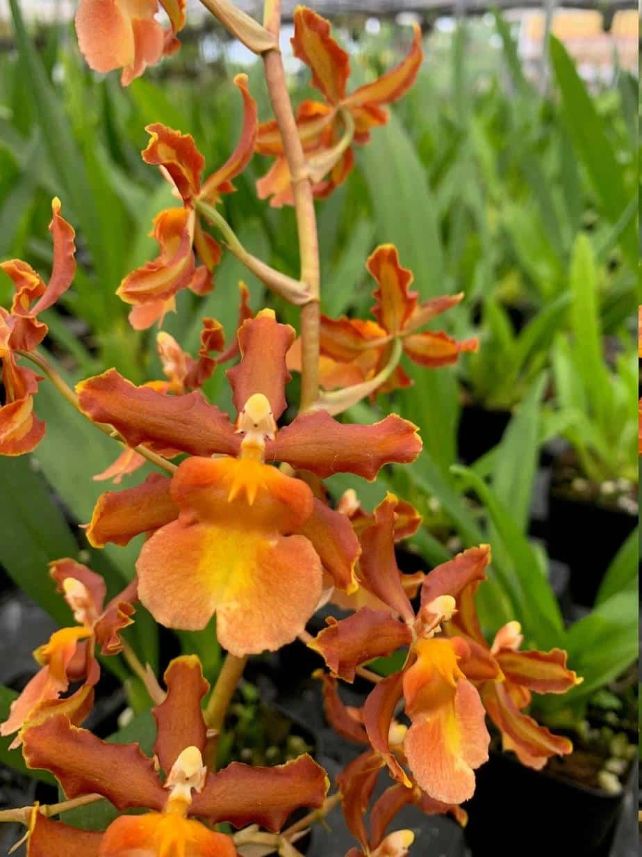 Oncidium Catatante Fragrant Orchid 'Pacific Sunspots' 5 Oncidium Catatante Fragrant Orchid 'Pacific Sunspots' - Image 3