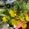 Orchid Dancing Lady Oncidium Plant 2 Orchid Dancing Lady Oncidium Plant -Cheap Plantly Store il fullxfull.3239608013 903r