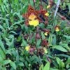 Orchid Odontocidium Sunlight 'Pesky Panther' Live Plants From Hawaii -Cheap Plantly Store il fullxfull.3239608459 a1vi