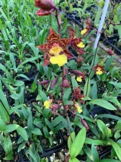 Orchid Odontocidium Sunlight 'Pesky Panther' Live Plants From Hawaii