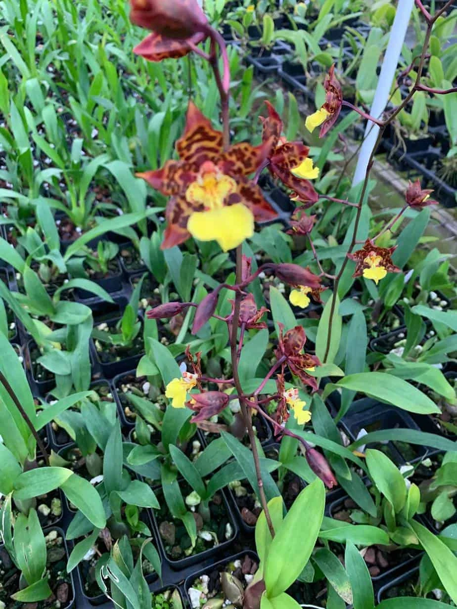 Orchid Odontocidium Sunlight 'Pesky Panther' Live Plants From Hawaii 3 Orchid Odontocidium Sunlight 'Pesky Panther' Live Plants From Hawaii