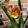 Orchid Pacific Passage 'Peach Cobbler' 4” Live Plants From Hawaii -Cheap Plantly Store il fullxfull.3239611643 kfyb