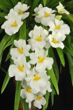 Orchid Miltoniopsis Ivan Komoda ’Pacific Clouds‘ Fragrant Live Plant From Hawaii -Cheap Plantly Store il fullxfull.3241485757 67a5