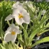 Orchid Miltoniopsis Ivan Komoda ’Pacific Clouds‘ Fragrant Live Plant From Hawaii -Cheap Plantly Store il fullxfull.3241486811 owfx