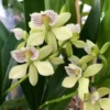 Orchid Encyclia Radiata Fragrant Plant -Cheap Plantly Store il fullxfull.3241665933 1d4h