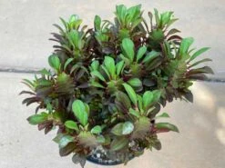 Mature Royal Red | Good Luck Plant -Cheap Plantly Store il fullxfull.3241686861 6z2g