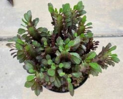 Mature Royal Red | Good Luck Plant -Cheap Plantly Store il fullxfull.3241687039 iz46