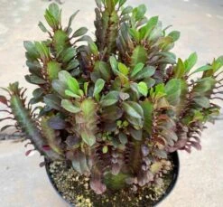 Mature Royal Red | Good Luck Plant -Cheap Plantly Store il fullxfull.3241687191 paim